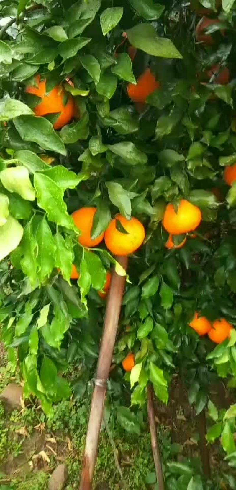 青