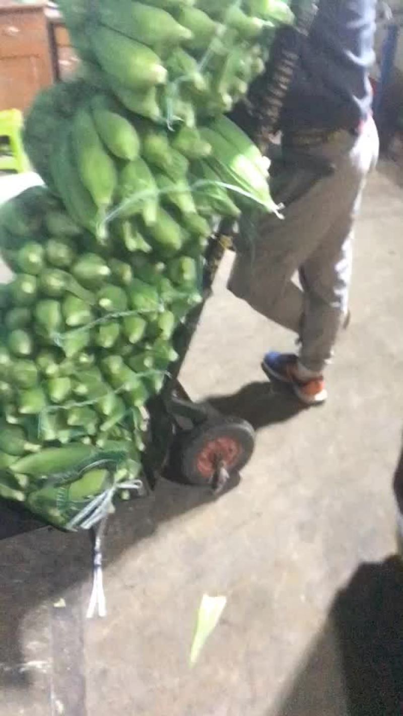 玉米