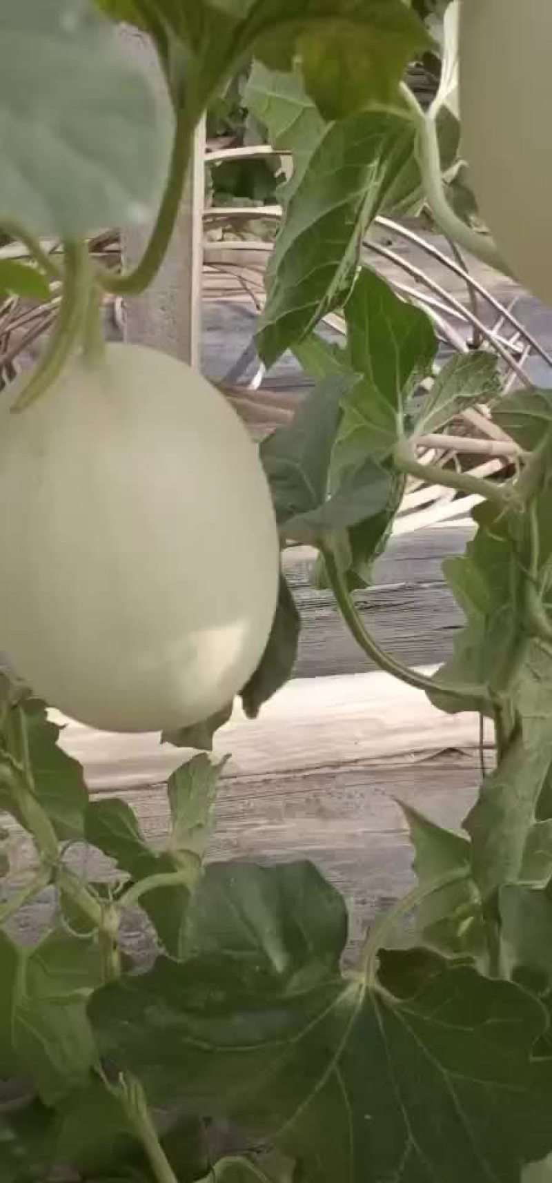 玉姑大量上市中