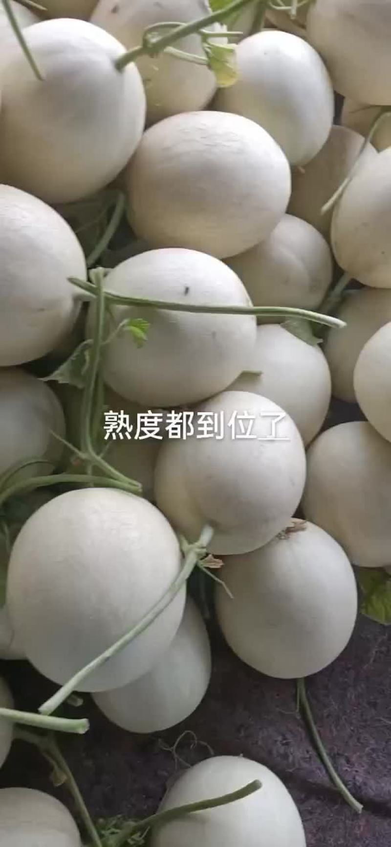 玉姑大量上市中