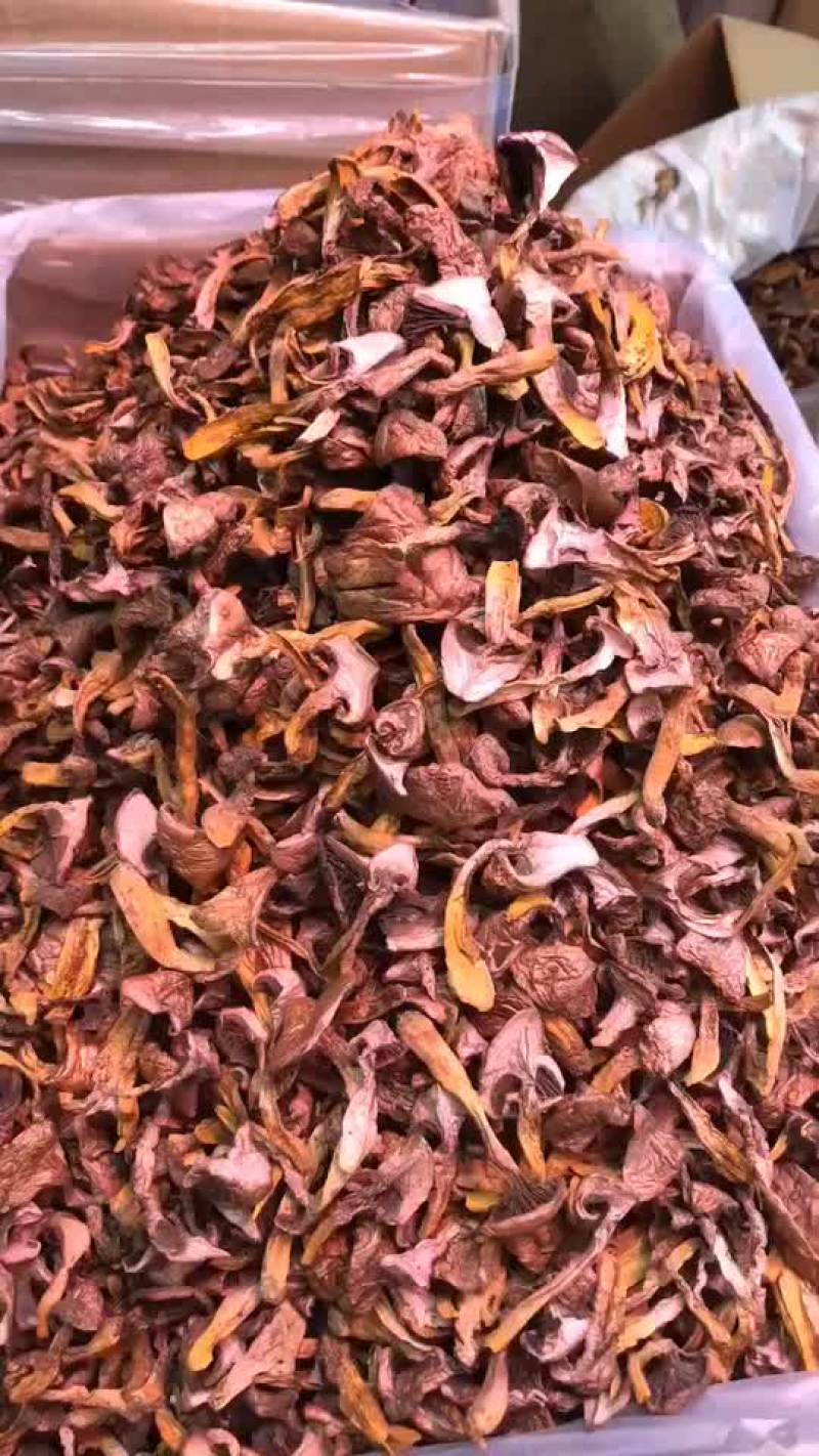 精品红蘑烘干靓货，松蘑肉蘑