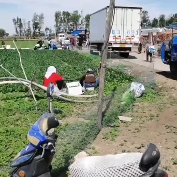 香菜产地大量上市想合作收购香菜的老板可以联系