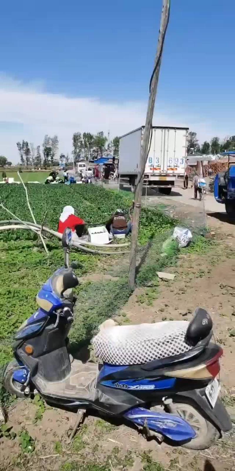 香菜产地大量上市想合作收购香菜的老板可以联系