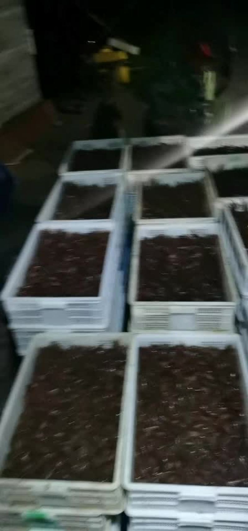山东微山湖万亩龙虾养殖基地
