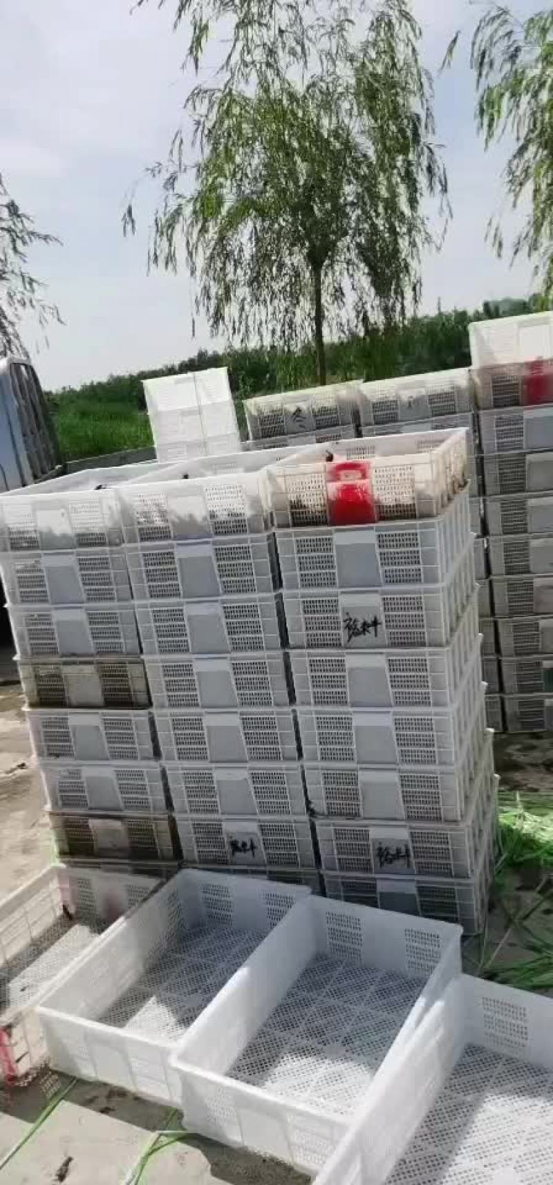 山东微山湖万亩龙虾养殖基地