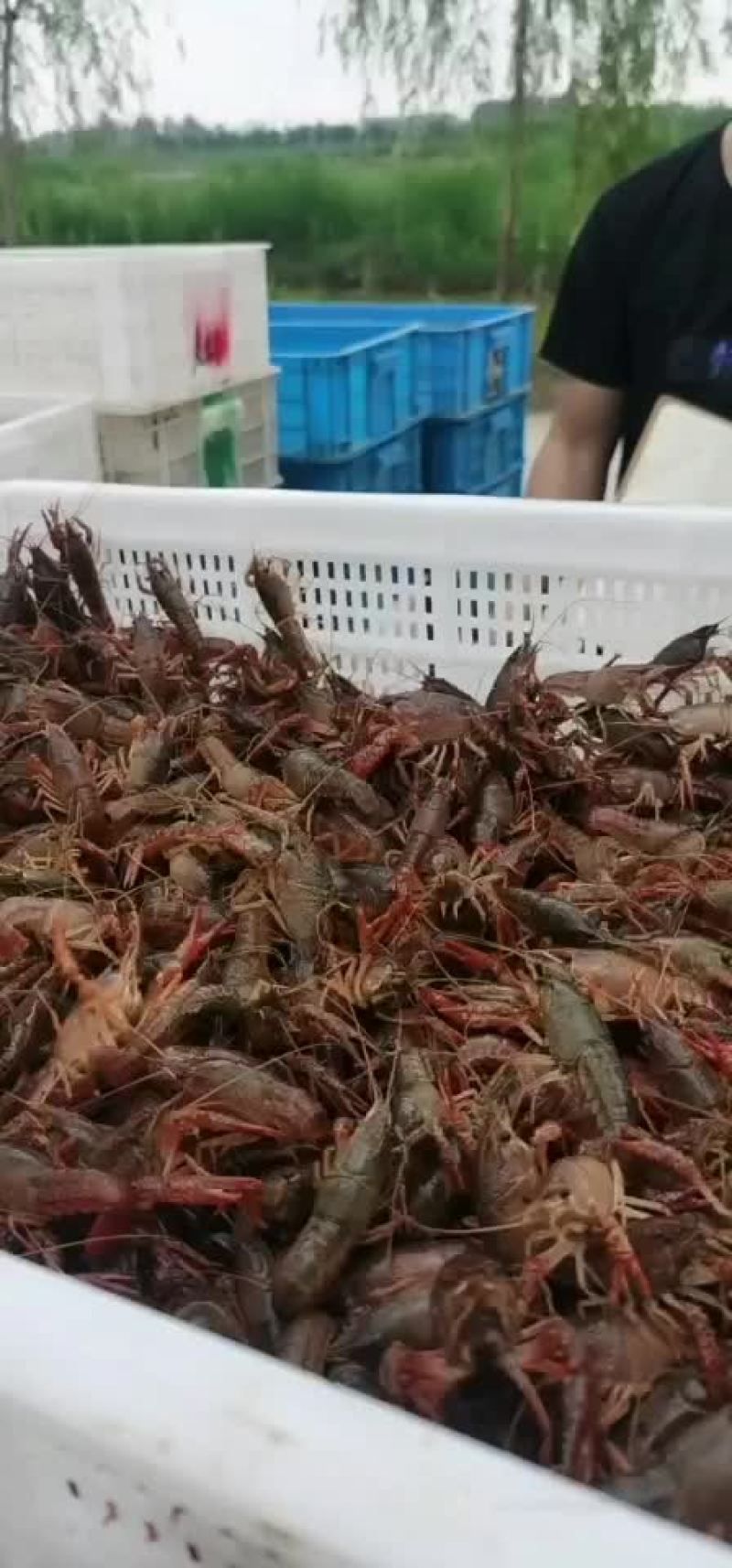山东微山湖万亩龙虾养殖基地