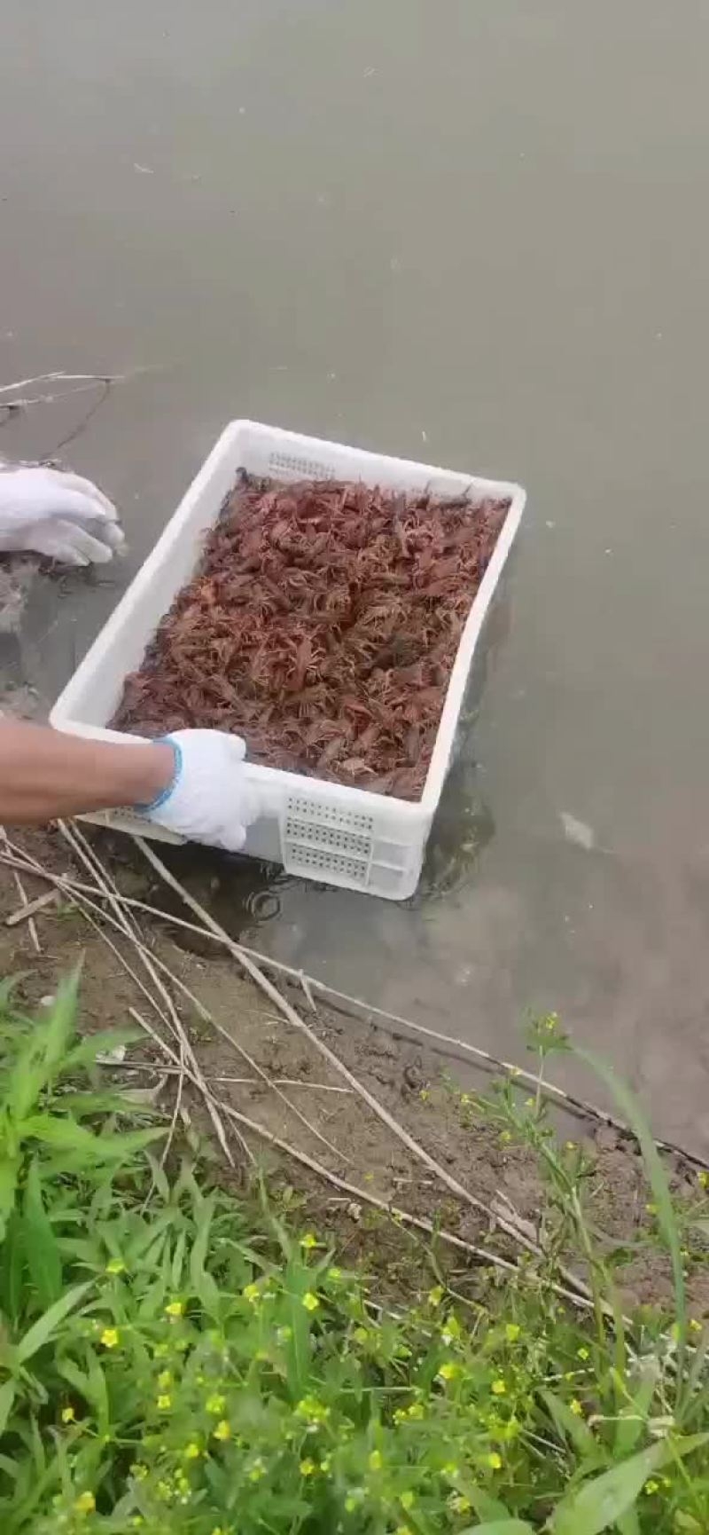 山东微山湖万亩龙虾养殖基地