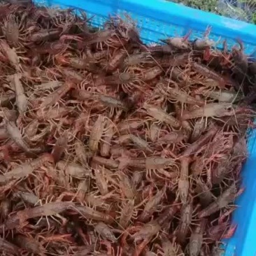 山东微山湖万亩龙虾养殖基地