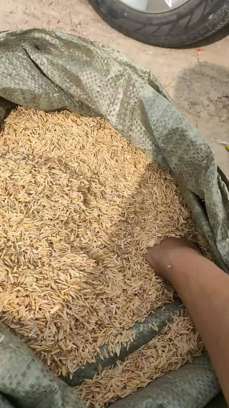 稻壳