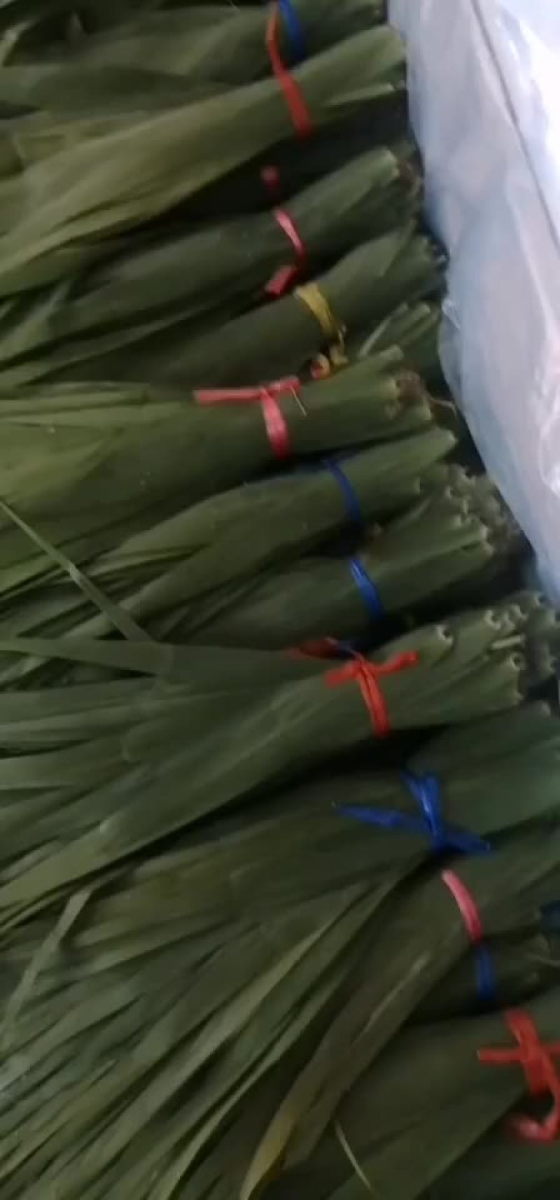 盘锦芦苇粽叶苇叶
