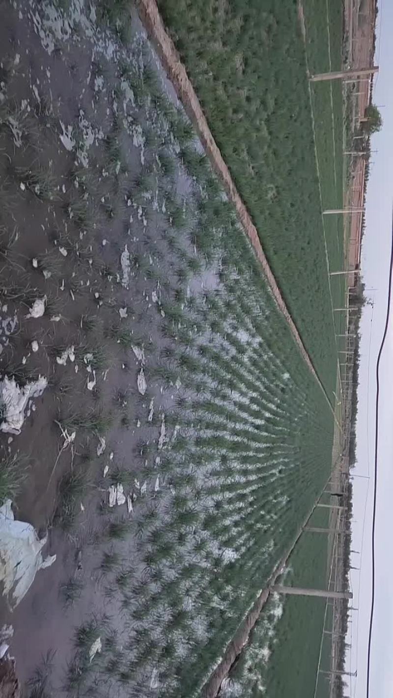 自产自销