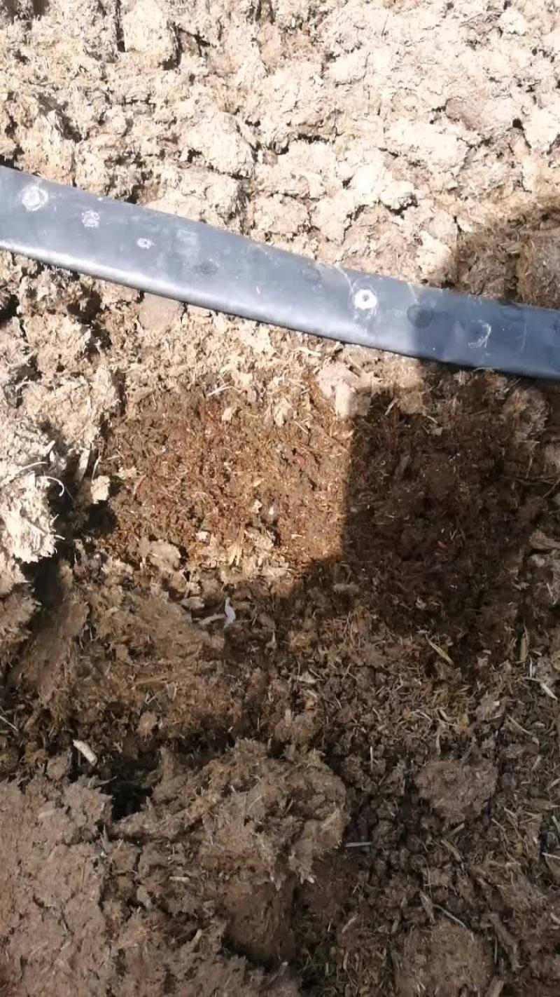 蚯蚓床。高密度养殖蚯蚓床，需要联系