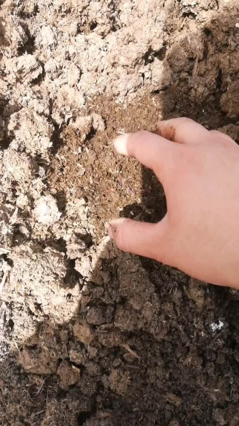 蚯蚓床。高密度养殖蚯蚓床，需要联系