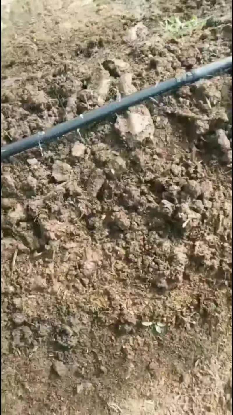 蚯蚓床。高密度养殖蚯蚓床，需要联系
