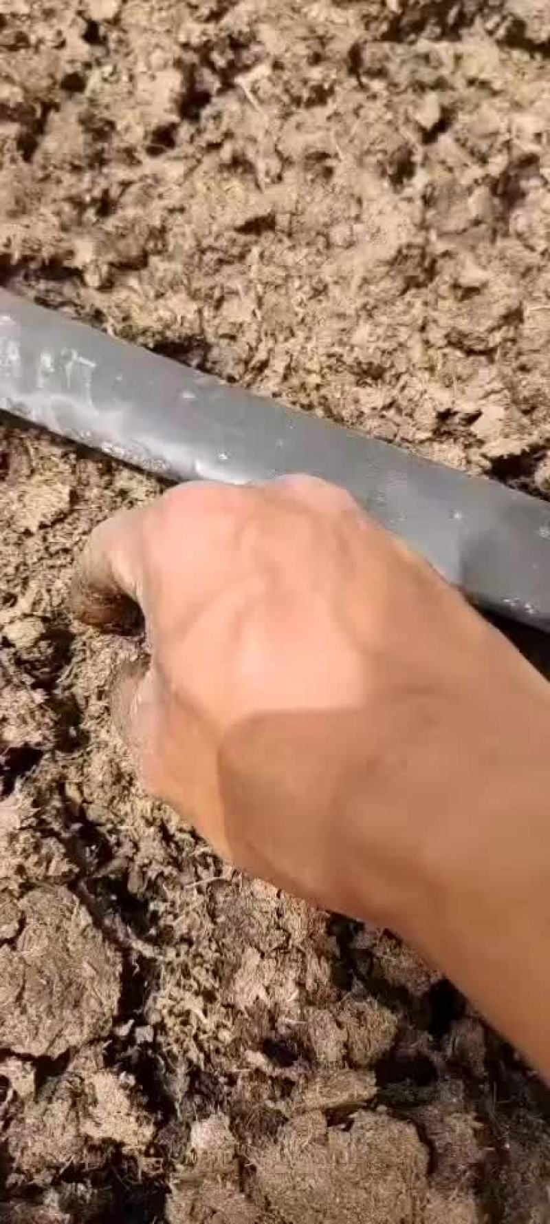 蚯蚓床。高密度养殖蚯蚓床，需要联系