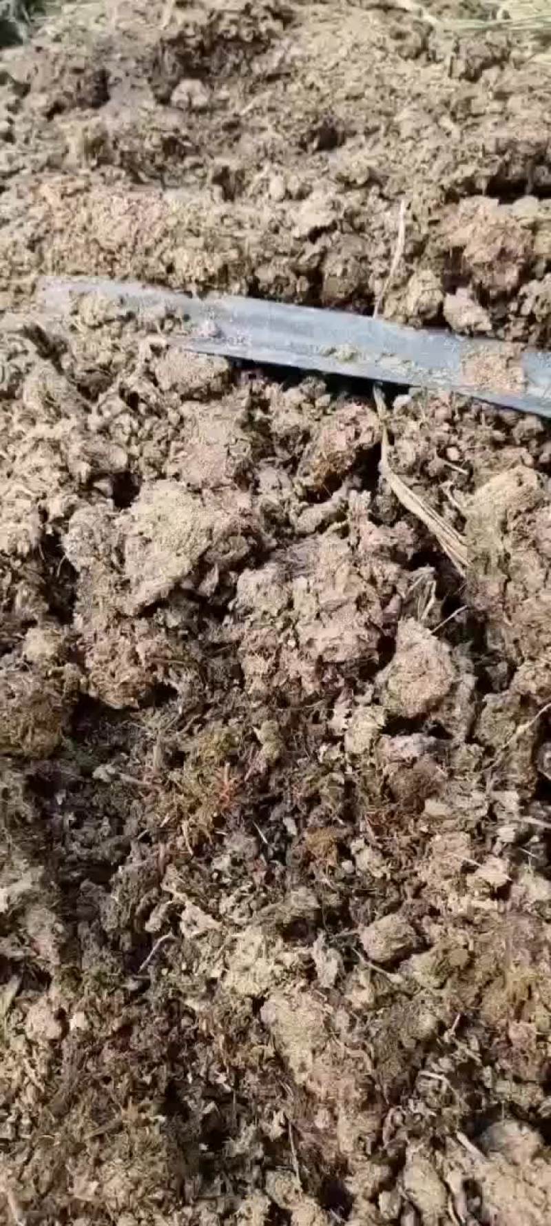 蚯蚓床。高密度养殖蚯蚓床，需要联系