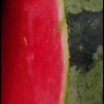 浙江麒麟瓜