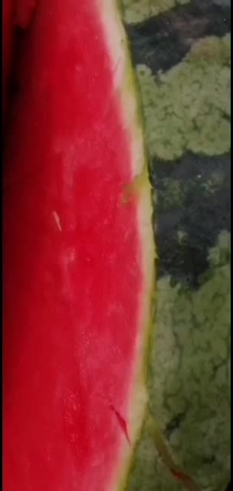 浙江麒麟瓜