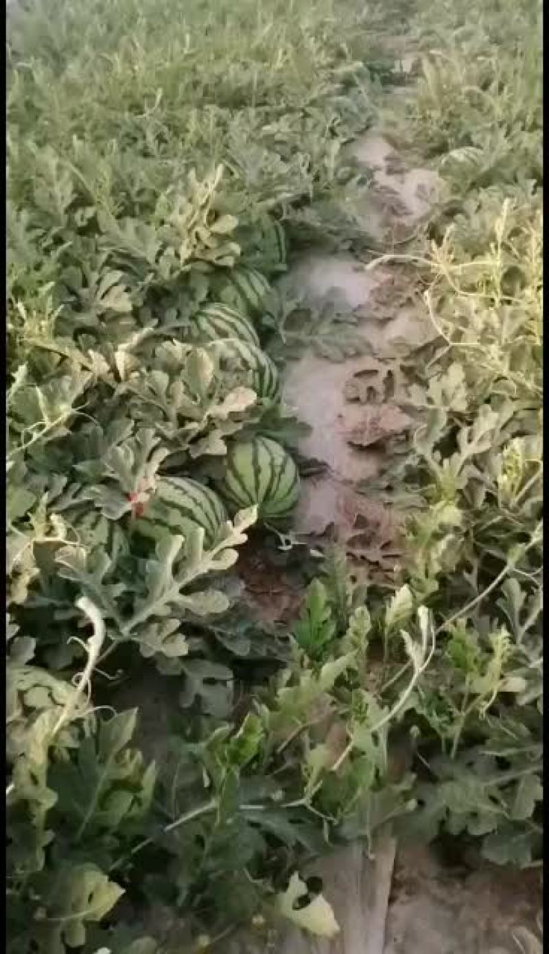 浙江麒麟瓜