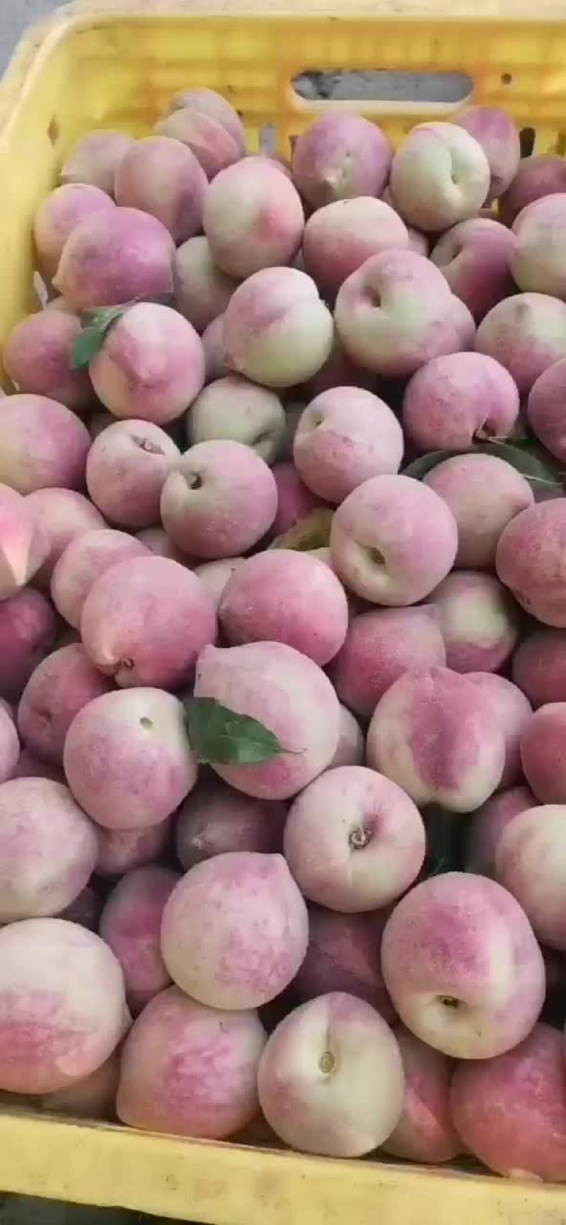 红桃