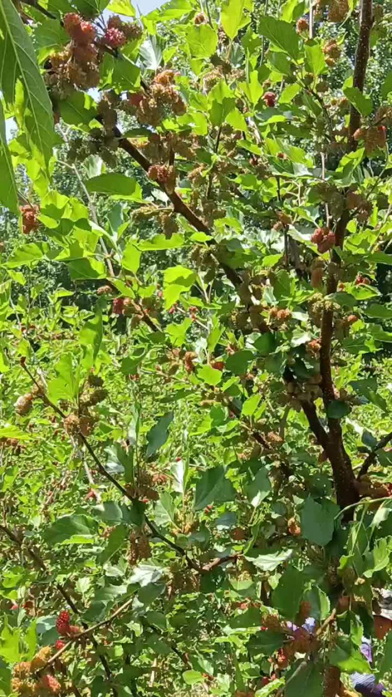 有收购桑葚的请联系