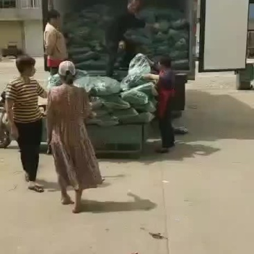 原产地粽子叶