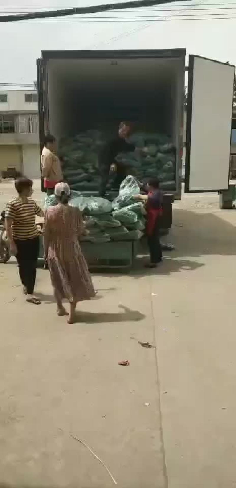 原产地粽子叶