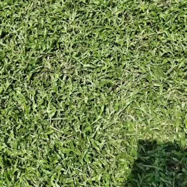 草皮