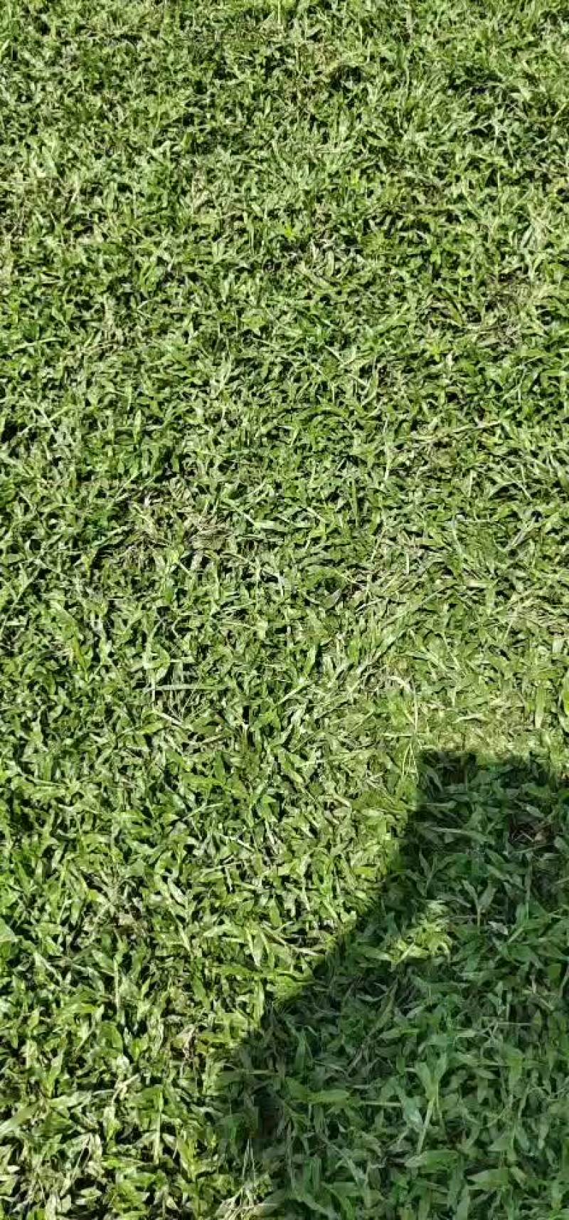 草皮