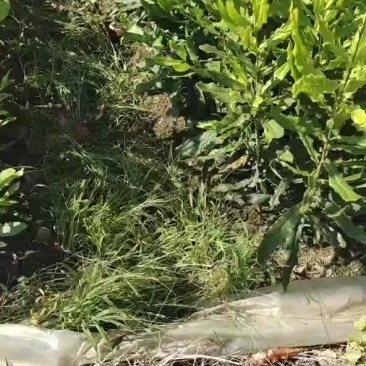 大量批发桂热一号坚果苗