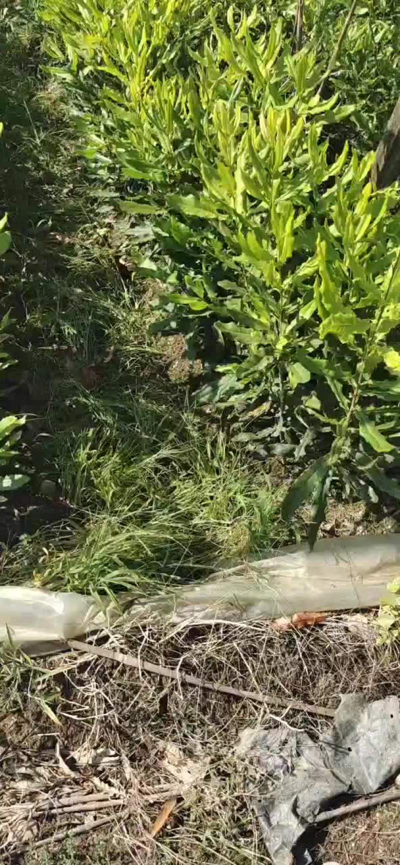 大量批发桂热一号坚果苗