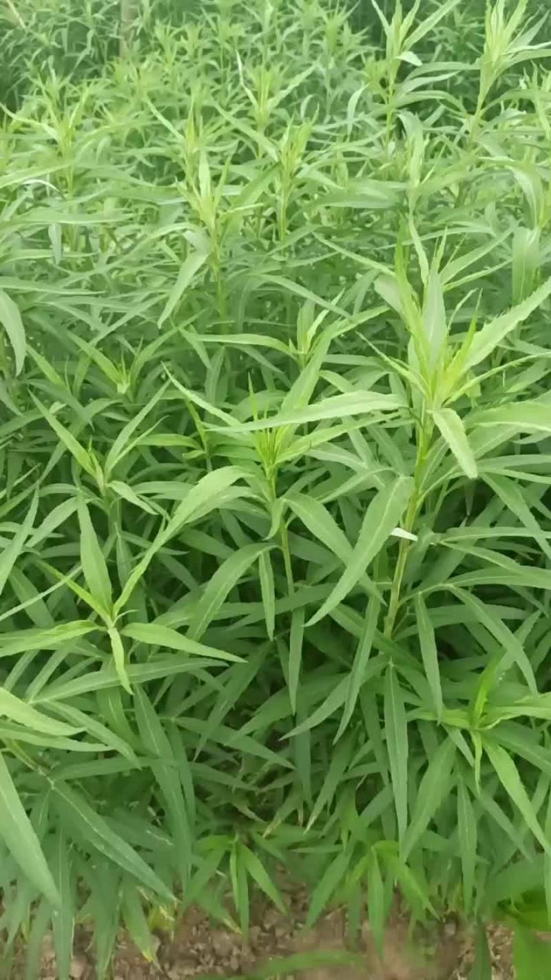 芦蒿苗出售