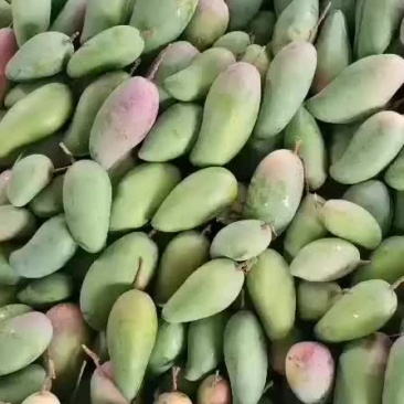 芒果