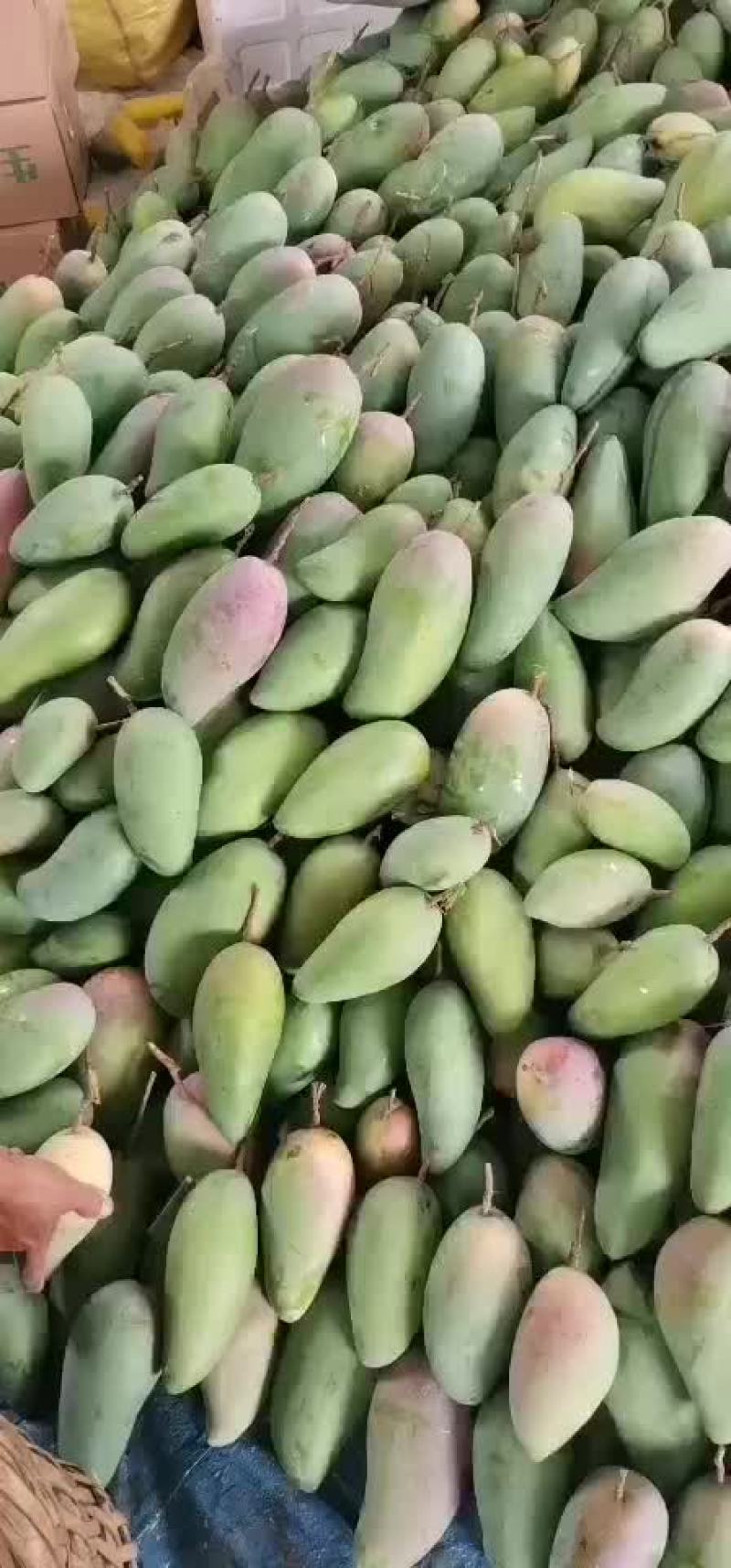 芒果