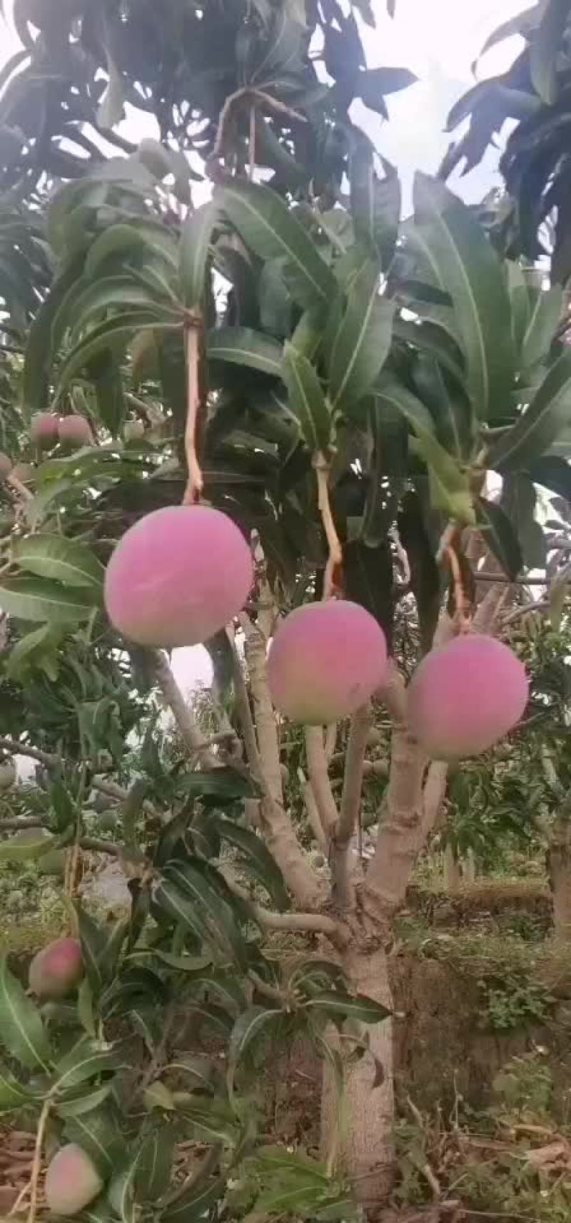 芒果