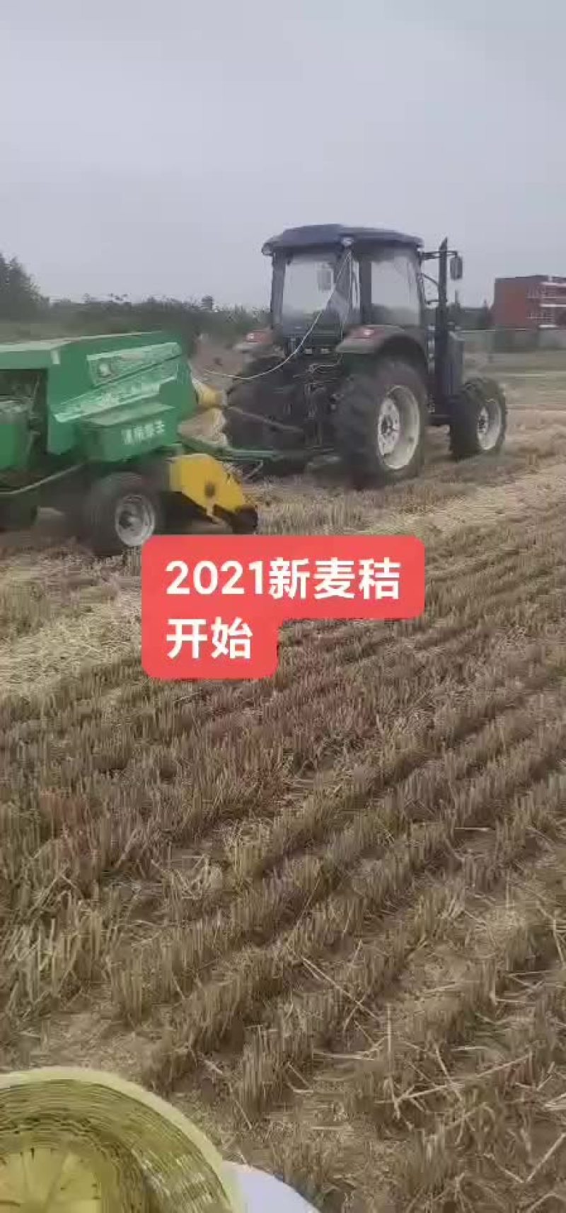 2021..新麦秸秆。