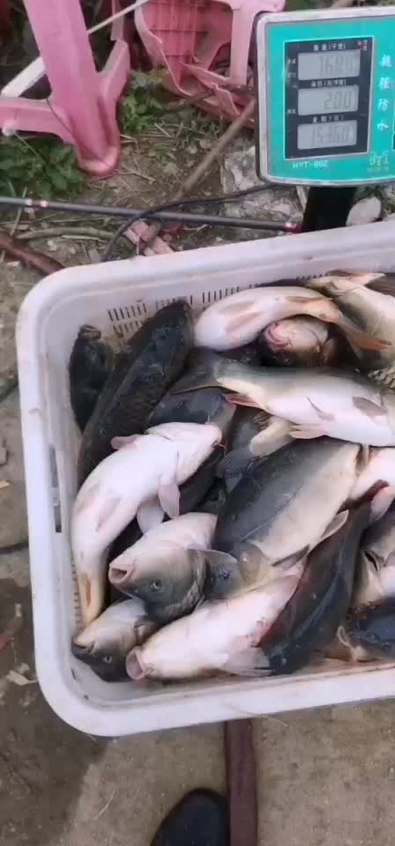 裸鲤裸鲤