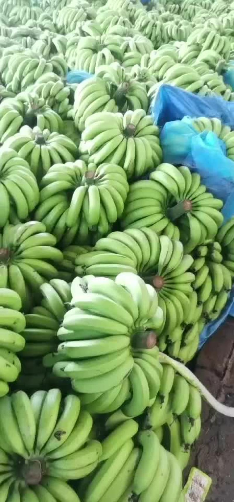 纯3把大把香蕉