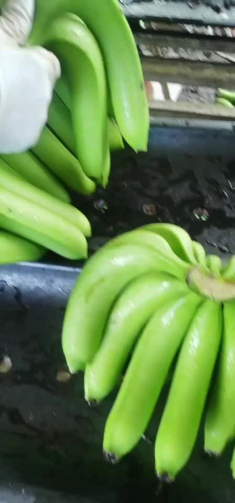 纯3把大把香蕉