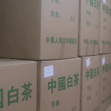 政和白茶