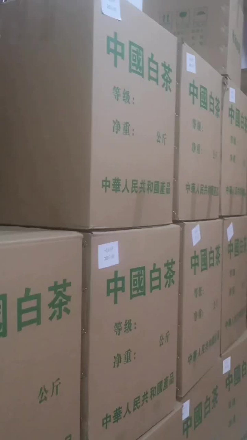 政和白茶