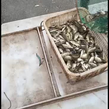 土鲫鱼