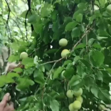 青梅正式开始采摘，