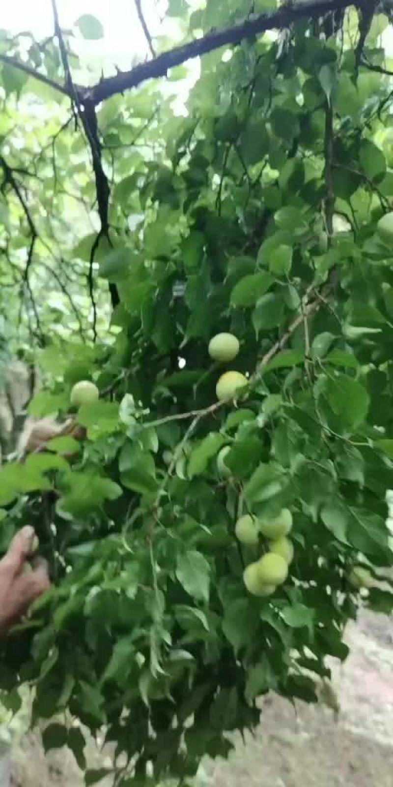 青梅正式开始采摘，
