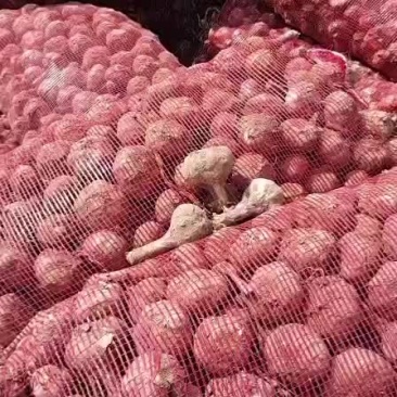 亳州大蒜开始大量上市