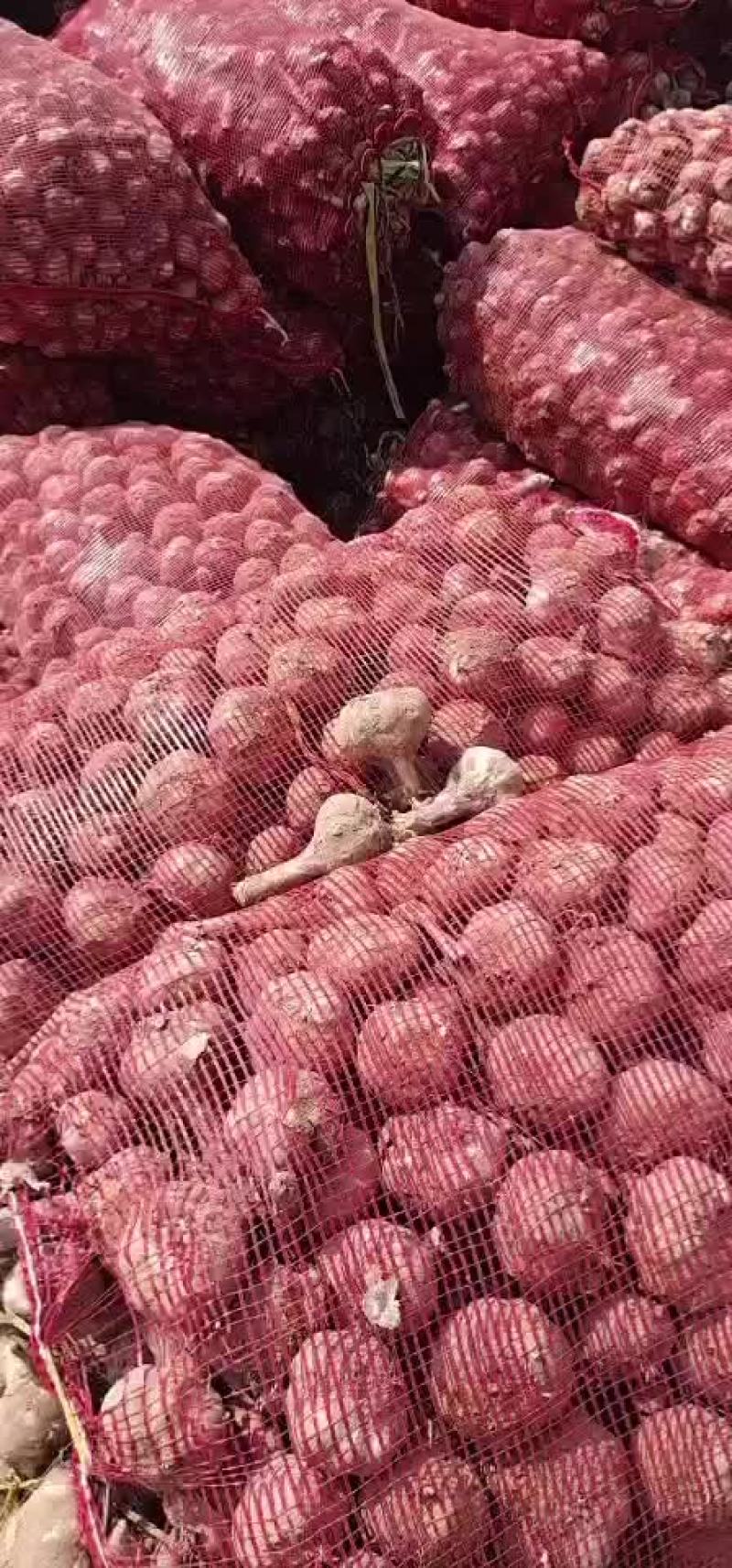 亳州大蒜开始大量上市