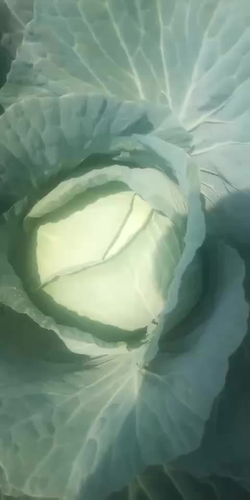 京丰一号甘蓝