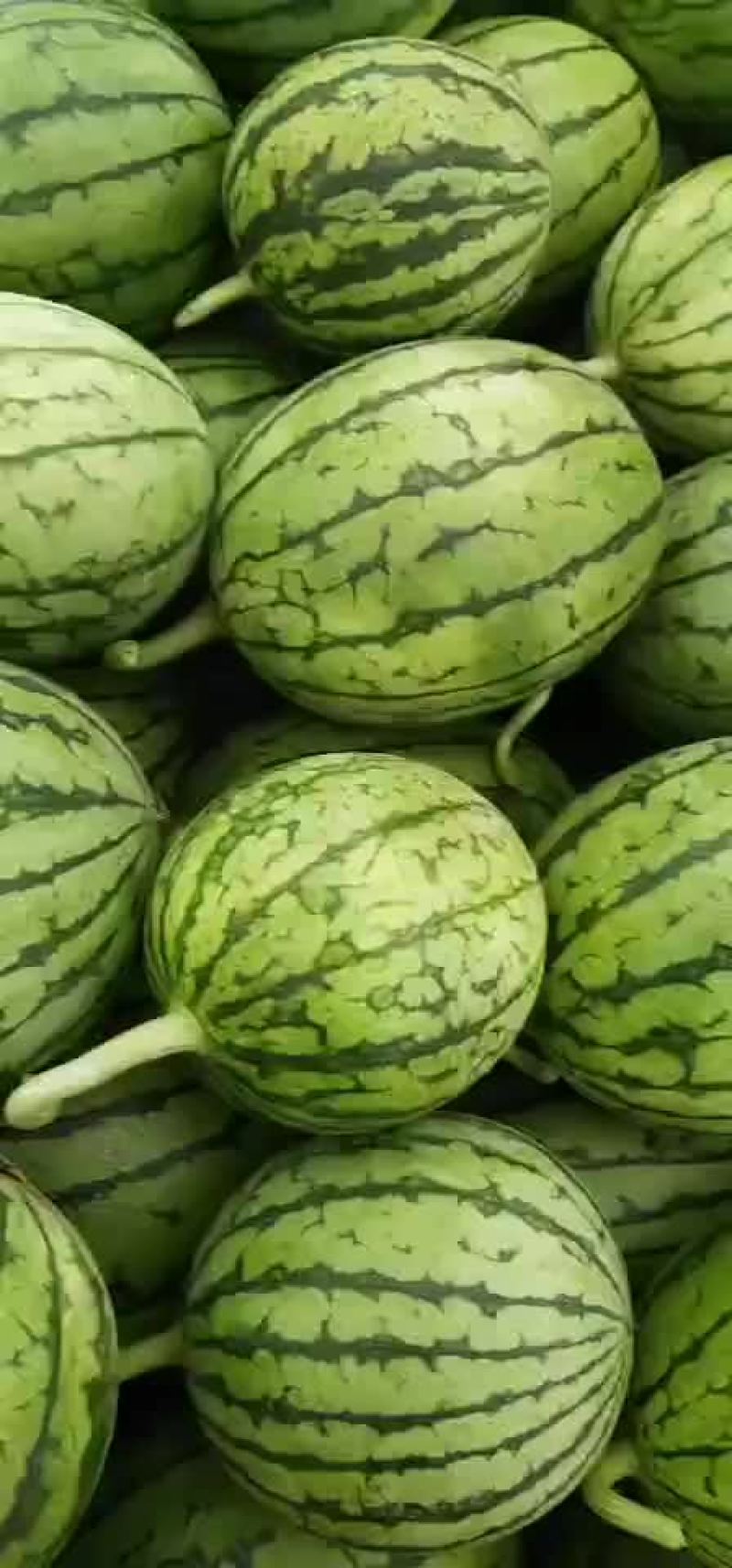 杭州萧山小西瓜