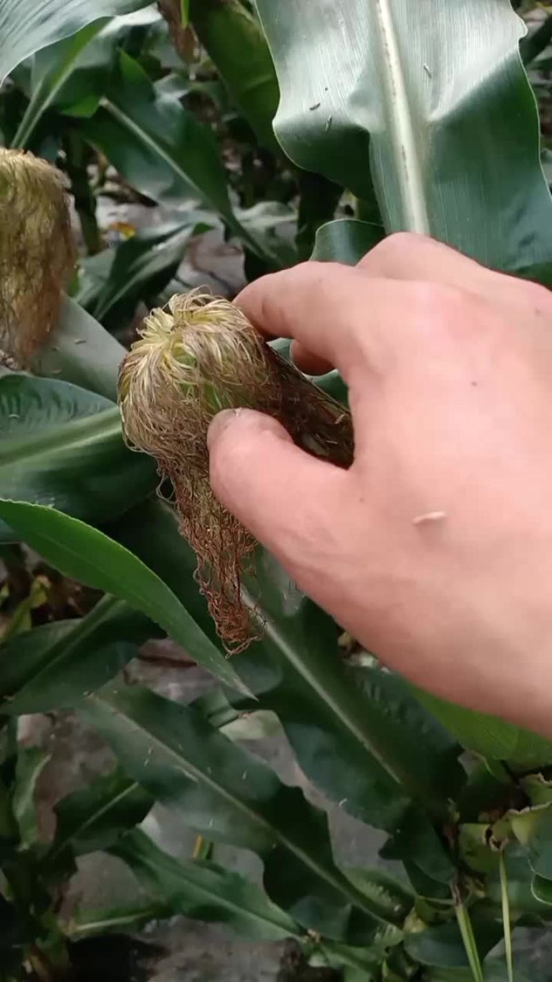 玉米