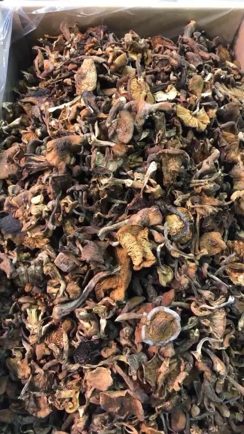 榛蘑，质量可以，不碎，25斤一箱，价格合理52元